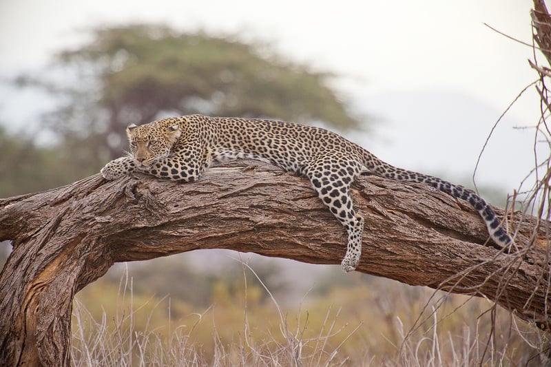 Safari in the Savannah