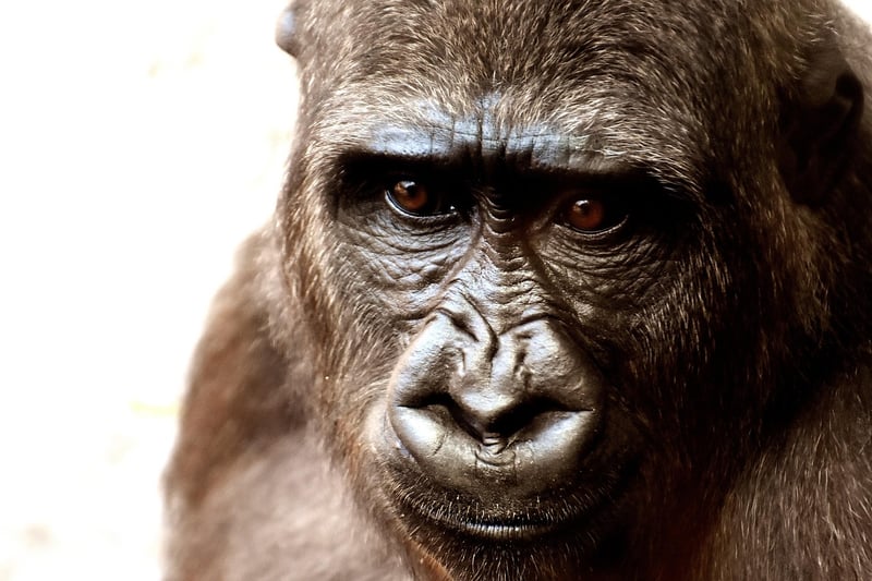 Mountain Gorilla