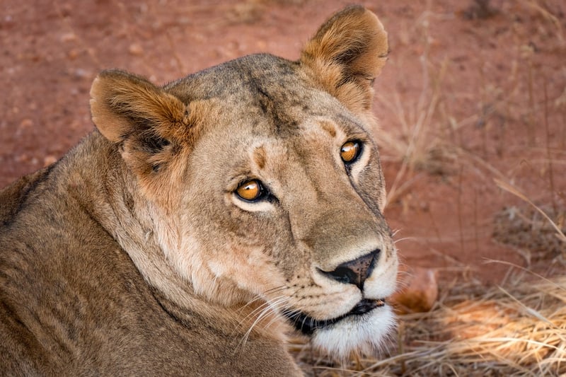African Lion
