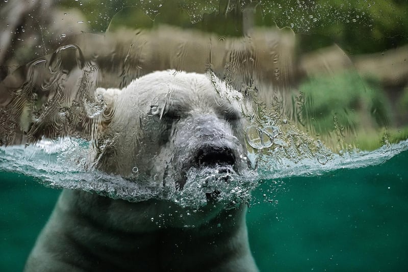 Polar Bear